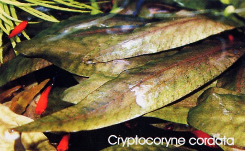 Cryptocoryne cordata Rosanervig